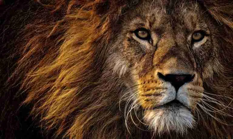 Lion Face
