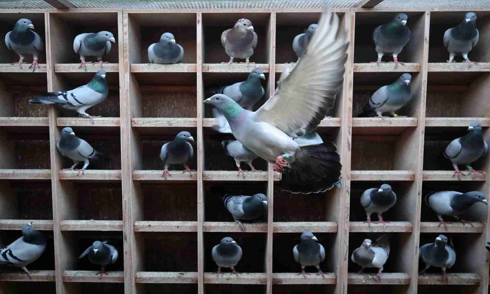 Messenger Pigeons