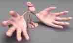 Sensory Homunculus