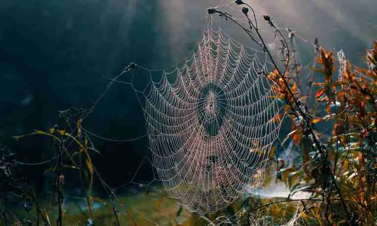 Spider Web