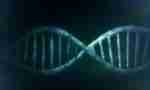 Human DNA