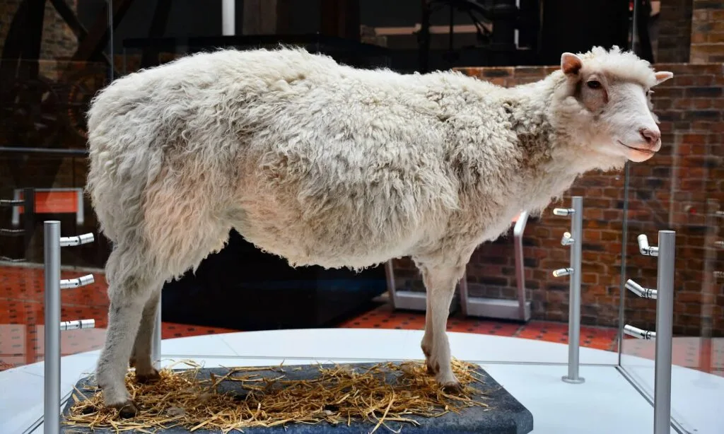 Sheep Dolly