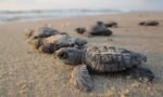 Turtles running to the Sea