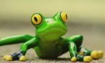 Ceramic Frog