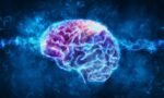 The Brain
