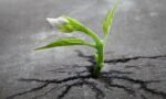 Sprout Survival
