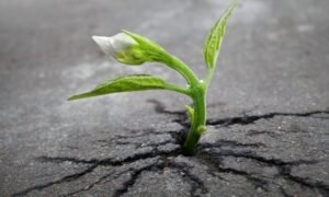 Sprout Survival