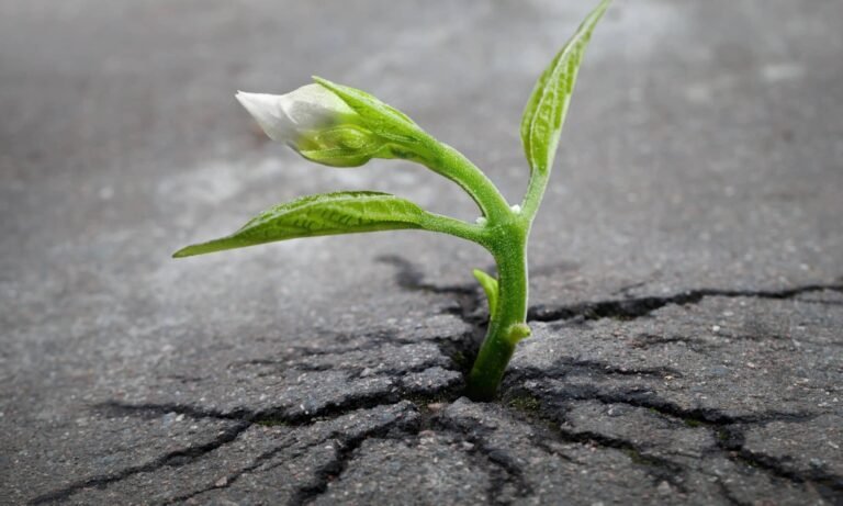 Sprout Survival