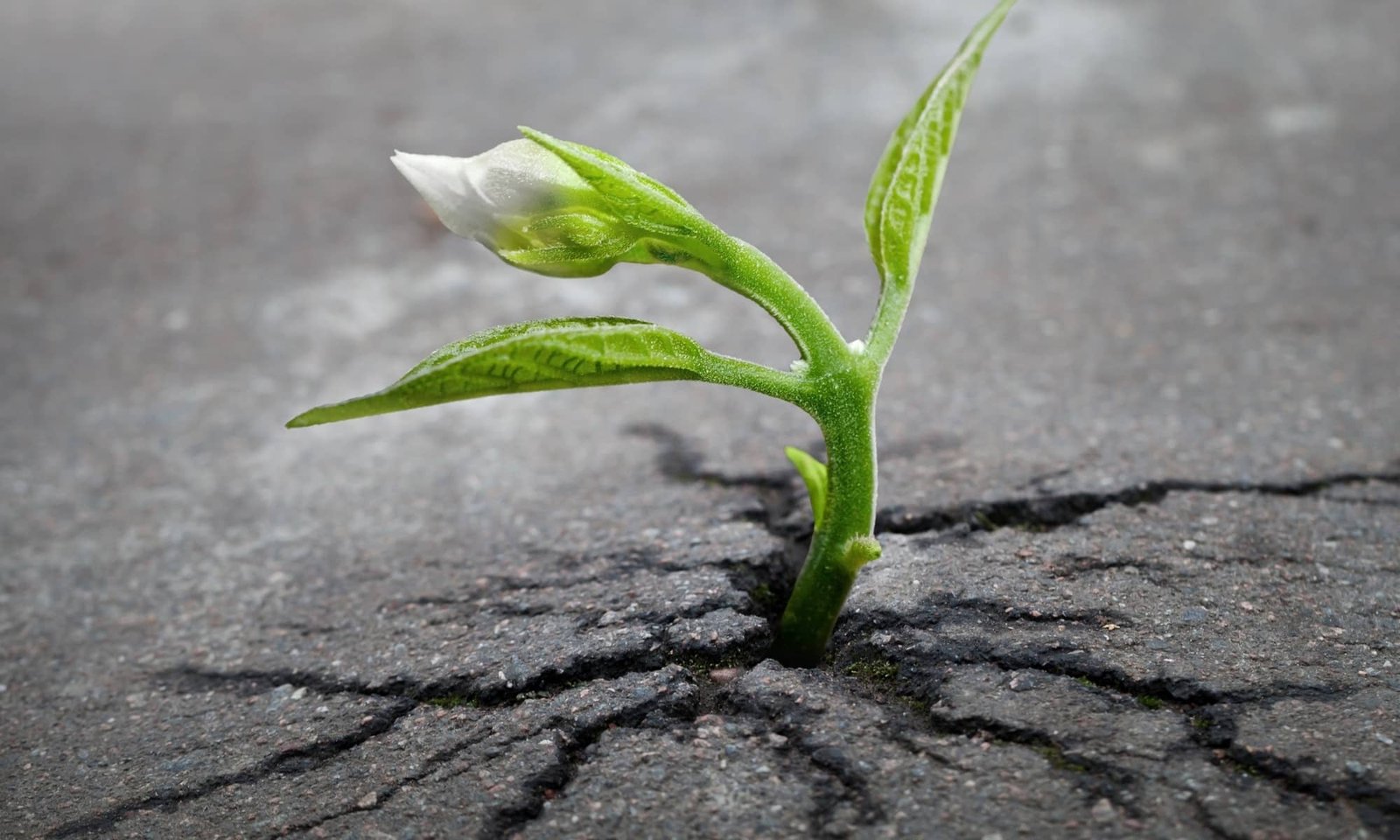 Sprout Survival