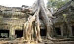 Tree Eating Angkor Wat