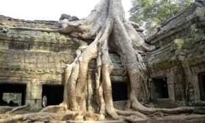 Tree Eating Angkor Wat