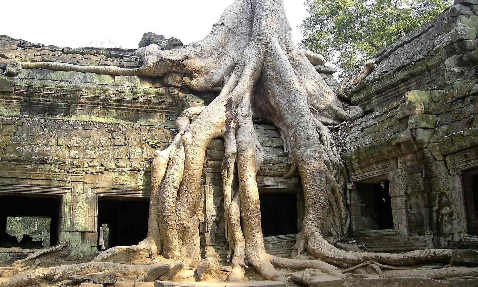 Tree Eating Angkor Wat