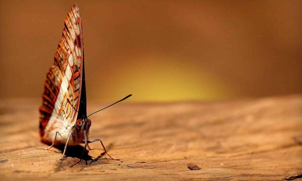 A Butterfly
