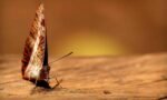 A Butterfly