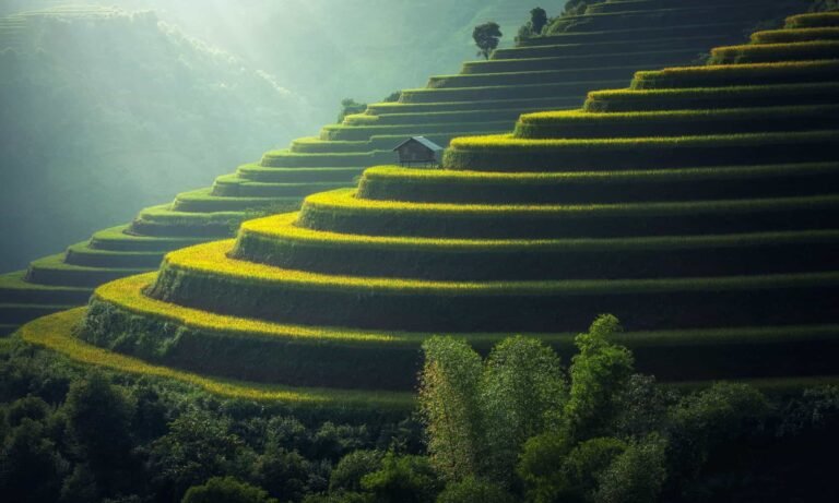 Rice Terrace