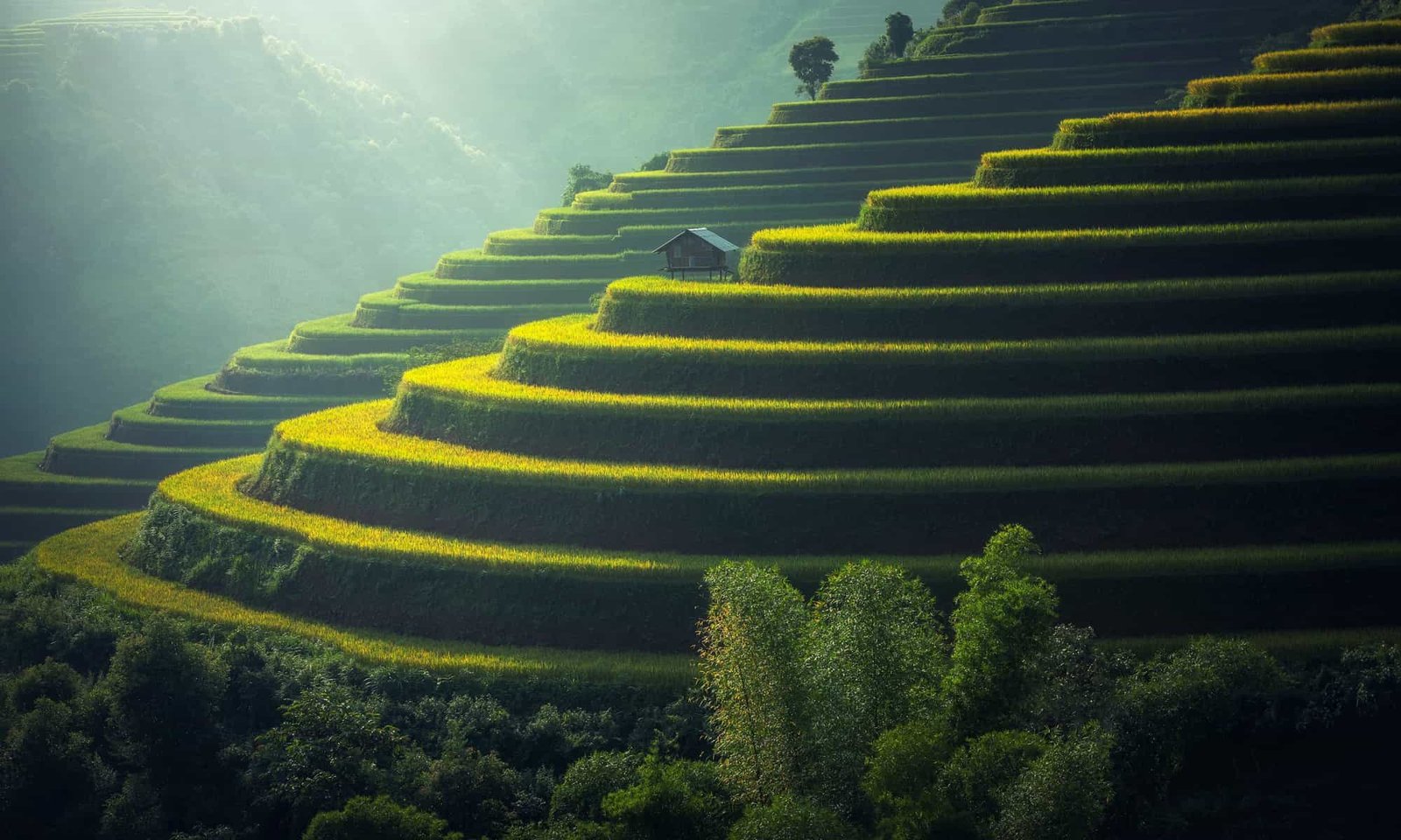 Rice Terrace