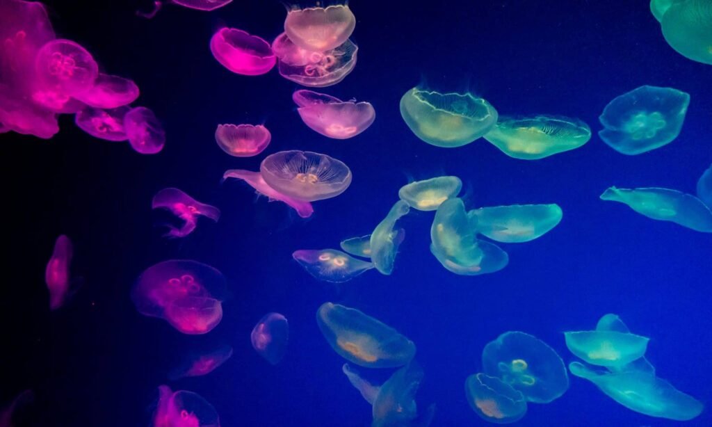 Bioluminescence – WP.org