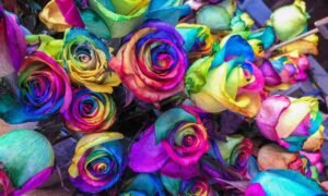 Rainbow Roses
