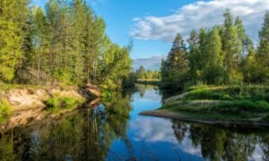 Highcompressed Taiga