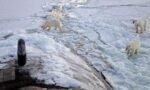 Polar Bears and Submarine