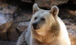 Grizzly